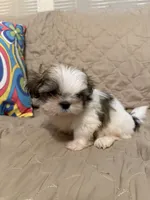 Cowboy, a male Shih Tzu for sale in Mobile, AL – 3 of 6