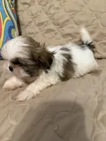 Cowboy, a male Shih Tzu for sale in Mobile, AL – 5 of 6