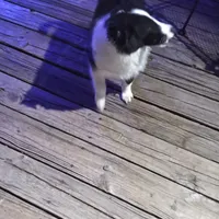 Lil Tux, a male Shetland Sheepdog for sale in Mount Solon, VA – Photo 5 of 9