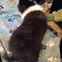 Lil Tux, a male Shetland Sheepdog for sale in Mount Solon, VA – Photo 7 of 9