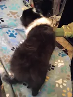 Lil Tux, a male Shetland Sheepdog for sale in Mount Solon, VA – Photo 7 of 9