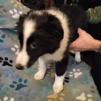 Lil Tux, a male Shetland Sheepdog for sale in Mount Solon, VA – Photo 9 of 9