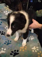 Lil Tux, a male Shetland Sheepdog for sale in Mount Solon, VA – Photo 9 of 9