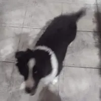 Lil Tux, a male Shetland Sheepdog for sale in Mount Solon, VA – Photo 4 of 9