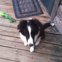 Lil Tux, a male Shetland Sheepdog for sale in Mount Solon, VA – Photo 3 of 9