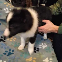 Lil Tux, a male Shetland Sheepdog for sale in Mount Solon, VA – Photo 8 of 9