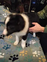 Lil Tux, a male Shetland Sheepdog for sale in Mount Solon, VA – Photo 8 of 9