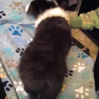 Lil Tux, a male Shetland Sheepdog for sale in Mount Solon, VA – Photo 6 of 9