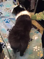 Lil Tux, a male Shetland Sheepdog for sale in Mount Solon, VA – Photo 6 of 9