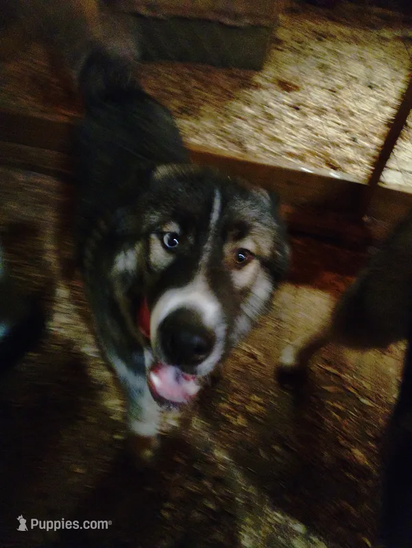 Bright Eyes – Siberian Husky puppy for sale in Mount Solon, VA