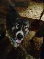 Bright Eyes, a male Siberian Husky for sale in Mount Solon, VA – 1 of 9