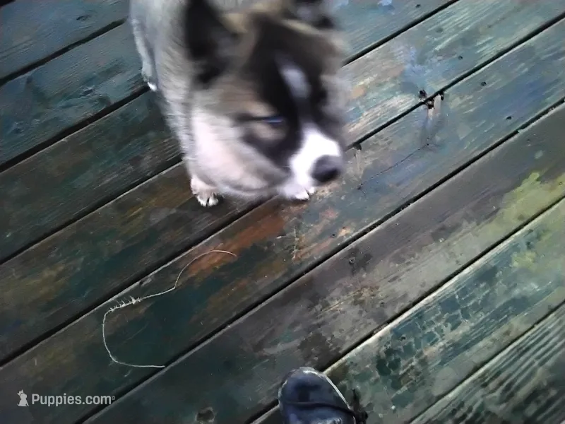 Bright Eyes – Siberian Husky puppy for sale in Mount Solon, VA
