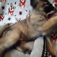 Bright Eyes, a male Siberian Husky for sale in Mount Solon, VA – Photo 6 of 7