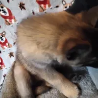 Bright Eyes, a male Siberian Husky for sale in Mount Solon, VA – Photo 4 of 7