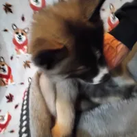 Bright Eyes, a male Siberian Husky for sale in Mount Solon, VA – Photo 5 of 7