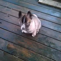 Bright Eyes, a male Siberian Husky for sale in Mount Solon, VA – Photo 2 of 7