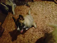 Bright Eyes, a male Siberian Husky for sale in Mount Solon, VA – Photo 7 of 7