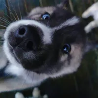 Bright Eyes, a male Siberian Husky for sale in Mount Solon, VA – Photo 1 of 7