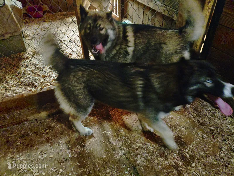 Big Boy – Siberian Husky puppy for sale in Mount Solon, VA