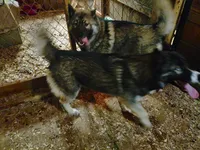 Big Boy, a male Siberian Husky for sale in Mount Solon, VA – 1 of 9