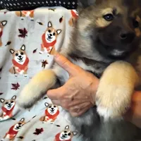 Big Boy, a male Siberian Husky for sale in Mount Solon, VA – Photo 2 of 8