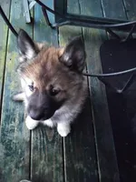 Big Boy, a male Siberian Husky for sale in Mount Solon, VA – Photo 7 of 8