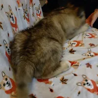 Big Boy, a male Siberian Husky for sale in Mount Solon, VA – Photo 3 of 8