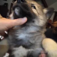 Big Boy, a male Siberian Husky for sale in Mount Solon, VA – Photo 4 of 8