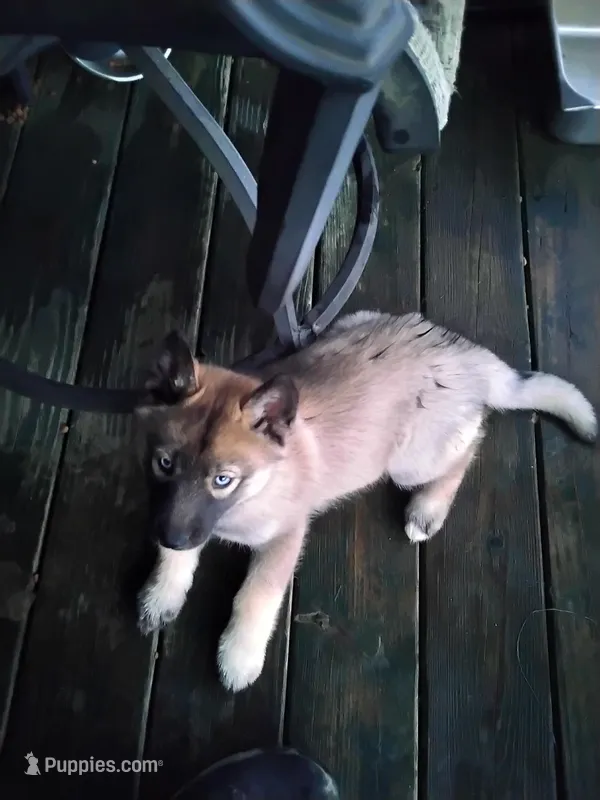 Big Boy – Siberian Husky puppy for sale in Mount Solon, VA