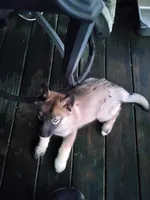 Big Boy, a male Siberian Husky for sale in Mount Solon, VA – Photo 1 of 8