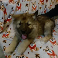 Big Boy, a male Siberian Husky for sale in Mount Solon, VA – Photo 5 of 8