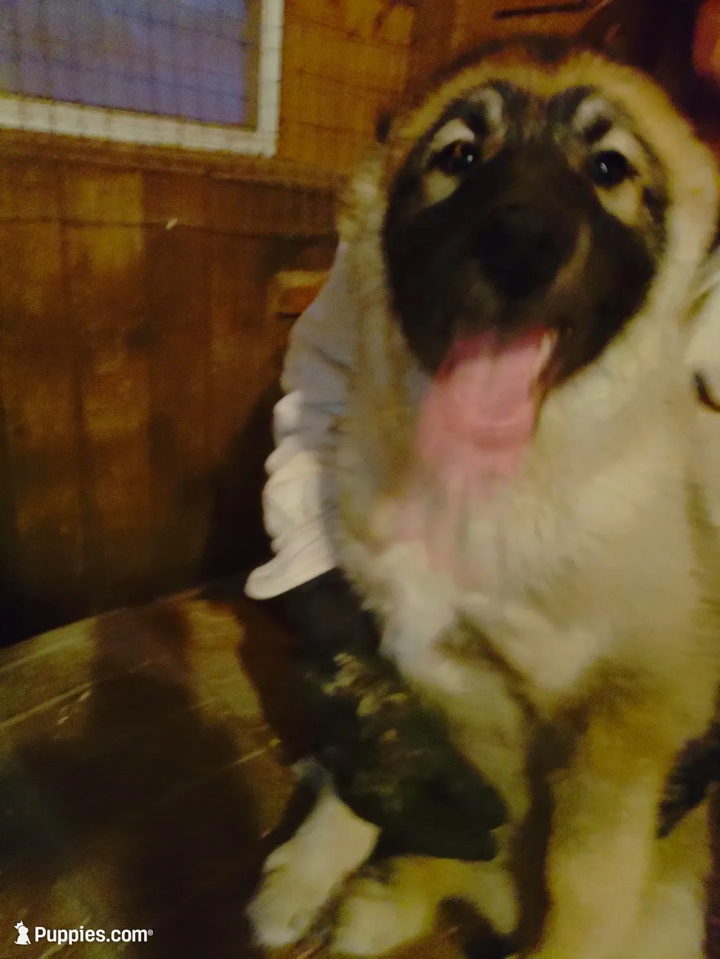 Big Boy, a male Siberian Husky for sale in Mount Solon, VA – 1 of 8