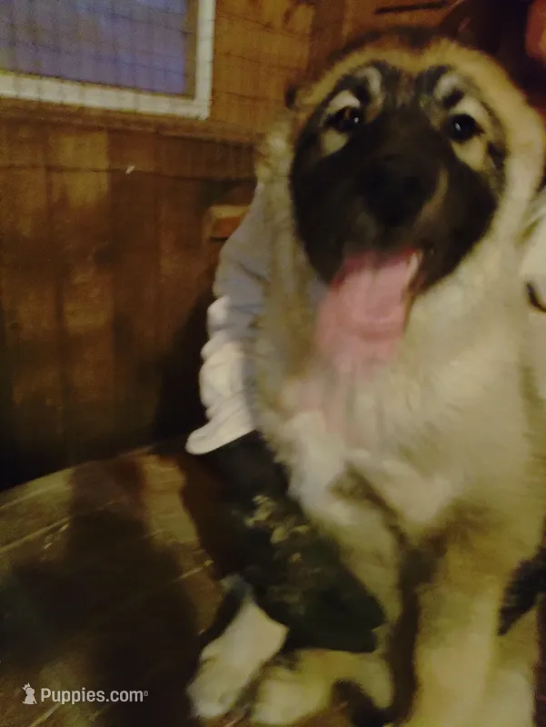 Big Boy, a male Siberian Husky for sale in Mount Solon, VA – Photo 1 of 8