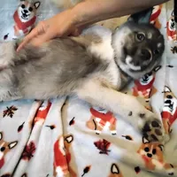 Mr Goat, a male Siberian Husky for sale in Mount Solon, VA – Photo 2 of 4