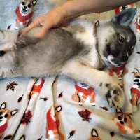 Mr Goat, a male Siberian Husky for sale in Mount Solon, VA – Photo 4 of 4