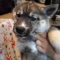 Mr Goat, a male Siberian Husky for sale in Mount Solon, VA – Photo 3 of 4