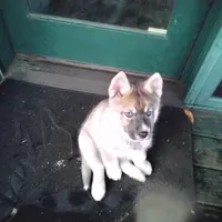 Mr Goat, a male Siberian Husky for sale in Mount Solon, VA – Photo 1 of 4