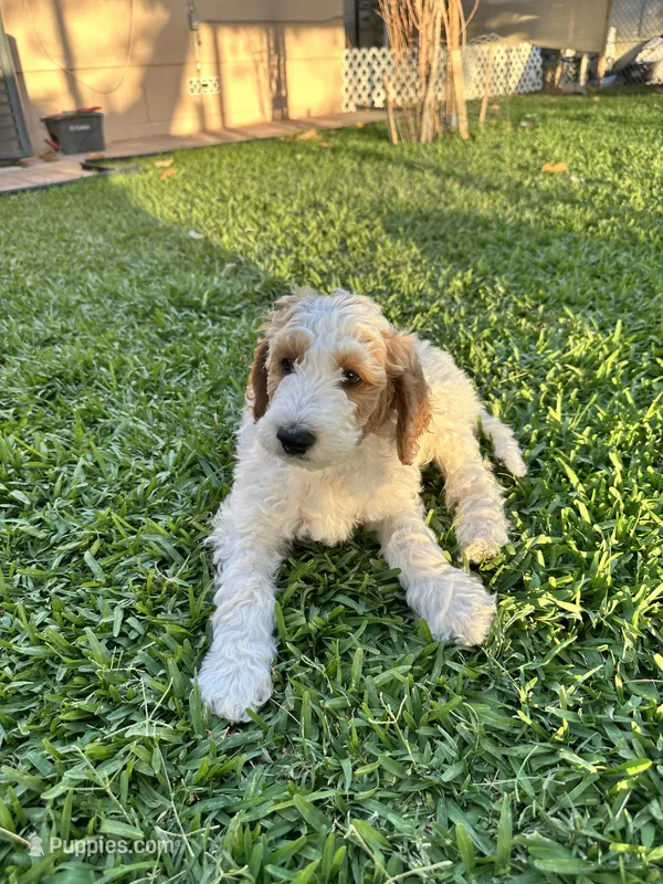 Unnamed  – Labradoodle, Bernedoodle puppy for sale in Brawley, CA