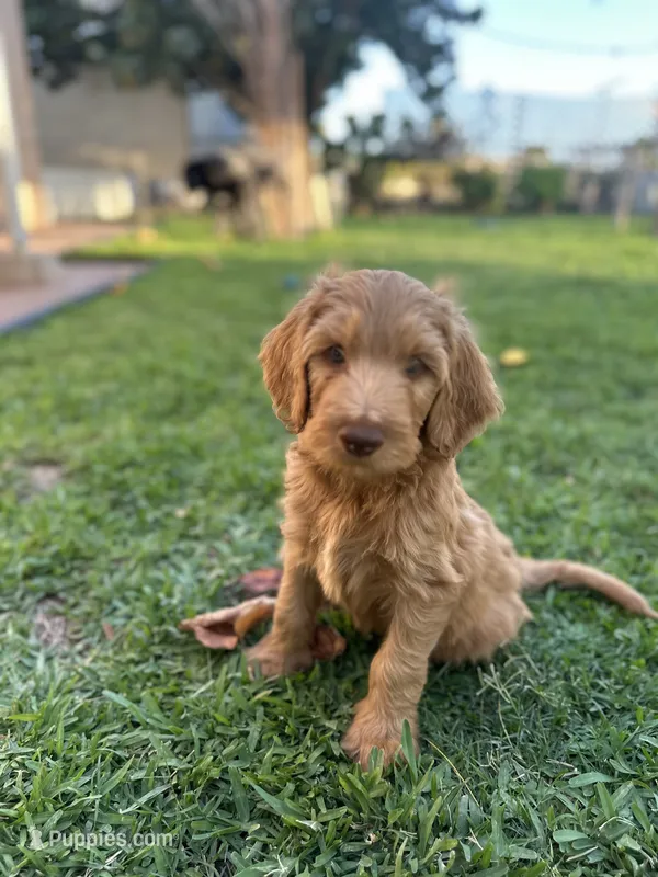 Unnamed  – Labradoodle, Bernedoodle puppy for sale in Brawley, CA