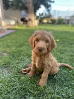 Unnamed , a male Labradoodle and Bernedoodle for sale in Brawley, CA – 1 of 1