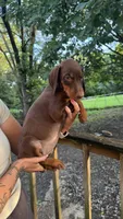 Honey, a female Doberman Pinscher for sale in Holts Summit, MO – 3 of 5