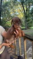 Honey, a female Doberman Pinscher for sale in Holts Summit, MO – 2 of 5