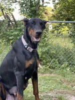 Honey, a female Doberman Pinscher for sale in Holts Summit, MO – 4 of 5
