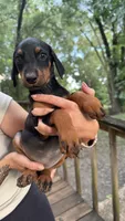 Little girl , a female Doberman Pinscher for sale in Holts Summit, MO – 3 of 4