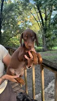 Honey, a female Doberman Pinscher for sale in Holts Summit, MO – 1 of 5