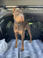 Honey, a female Doberman Pinscher for sale in Holts Summit, MO – 5 of 5