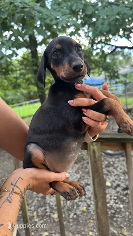Little girl  – Doberman Pinscher puppy for sale in Holts Summit, MO