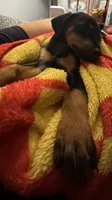 Little girl , a female Doberman Pinscher for sale in Holts Summit, MO – 2 of 4