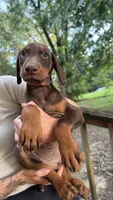 Tito, a male Doberman Pinscher for sale in Holts Summit, MO – 2 of 2