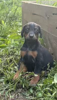 Little girl , a female Doberman Pinscher for sale in Holts Summit, MO – 4 of 4